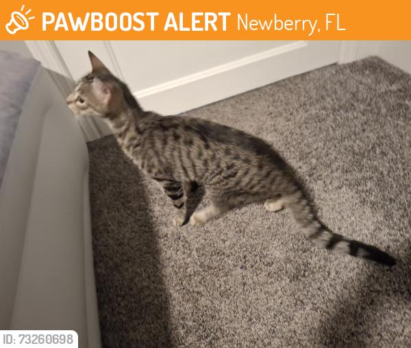 Found/Stray Female Cat last seen Apt 21, Newberry, FL 32669