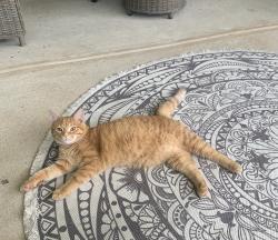 Lost Male Cat last seen clbh drive and tournament lane, Freeport, FL 32439