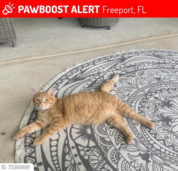 Lost Male Cat last seen clbh drive and tournament lane, Freeport, FL 32439