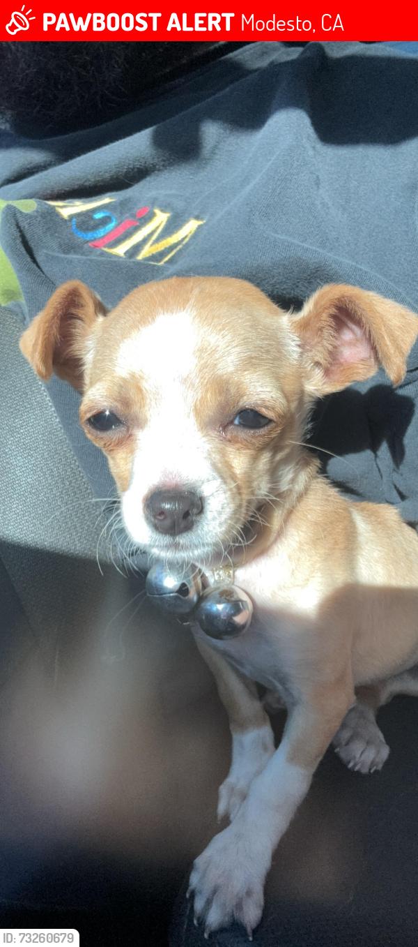 Lost Female Dog last seen Colorado Ave., Modesto, Modesto, CA 95351