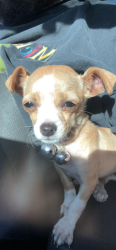 Lost Female Dog last seen Colorado Ave., Modesto, Modesto, CA 95351