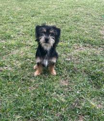 Reunited Male Dog last seen Parkway lakes, Richmond, TX 77407