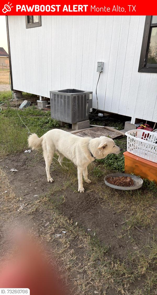 Lost Male Dog last seen Home, Monte Alto, TX 78538