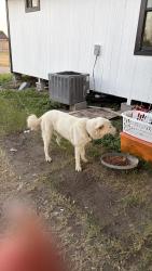 Lost Male Dog last seen Home, Monte Alto, TX 78538