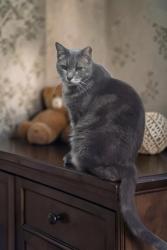 Lost Male Cat last seen Lakewood elementary. Aransas and Harwood. Donley and Harwood, Euless, TX 76039