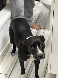Lost Female Dog last seen Near E Oak Ridge Rd Orlando, FL 32809 United States, Pine Castle, FL 32809