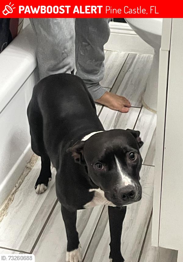 Lost Female Dog last seen Near E Oak Ridge Rd Orlando, FL 32809 United States, Pine Castle, FL 32809