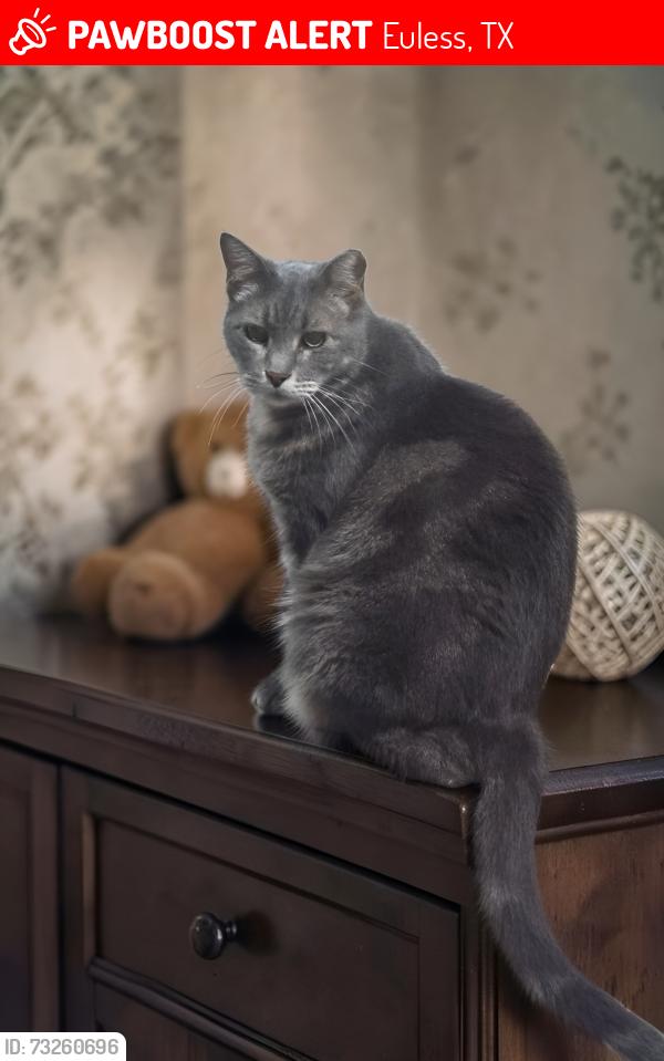 Lost Male Cat last seen Lakewood elementary. Aransas and Harwood. Donley and Harwood, Euless, TX 76039
