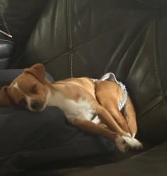 Reunited Female Dog last seen Parkway lakes, Richmond, TX 77407