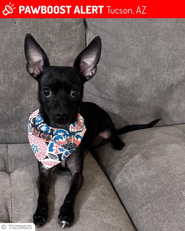 Lost Female Dog last seen Atterberry Wash And Chevrolet, Tucson, AZ 85747