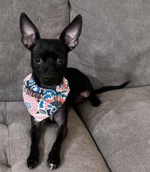 Lost Female Dog last seen Atterberry Wash And Chevrolet, Tucson, AZ 85747
