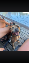 Reunited Male Dog last seen Redwood ave, Grants Pass, OR 97527