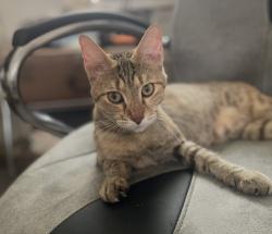 Reunited Female Cat last seen St. Tommy Prince Street, Winnipeg, MB R2X 0K3