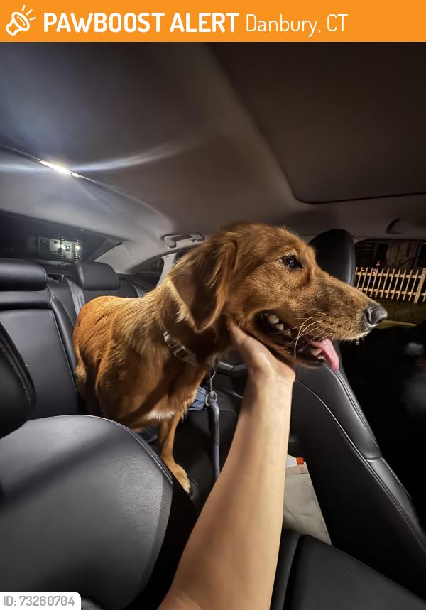 Found/Stray Female Dog last seen By highland park on Davis street, Danbury, CT 06810