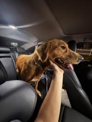 Found/Stray Female Dog last seen By highland park on Davis street, Danbury, CT 06810