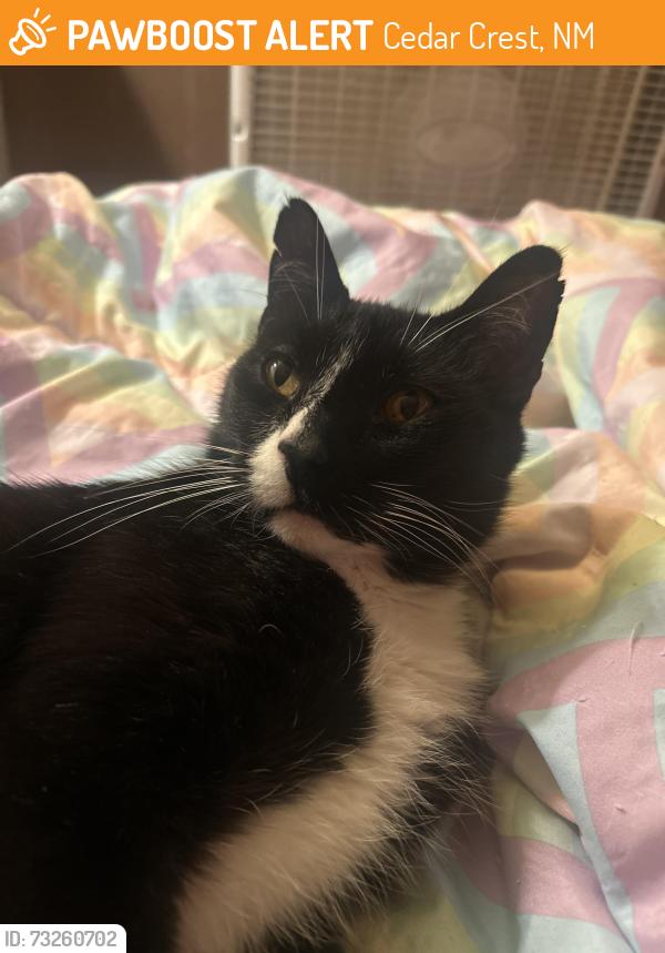 Found/Stray Male Cat last seen Rumor brewing company, Cedar Crest, NM 87008