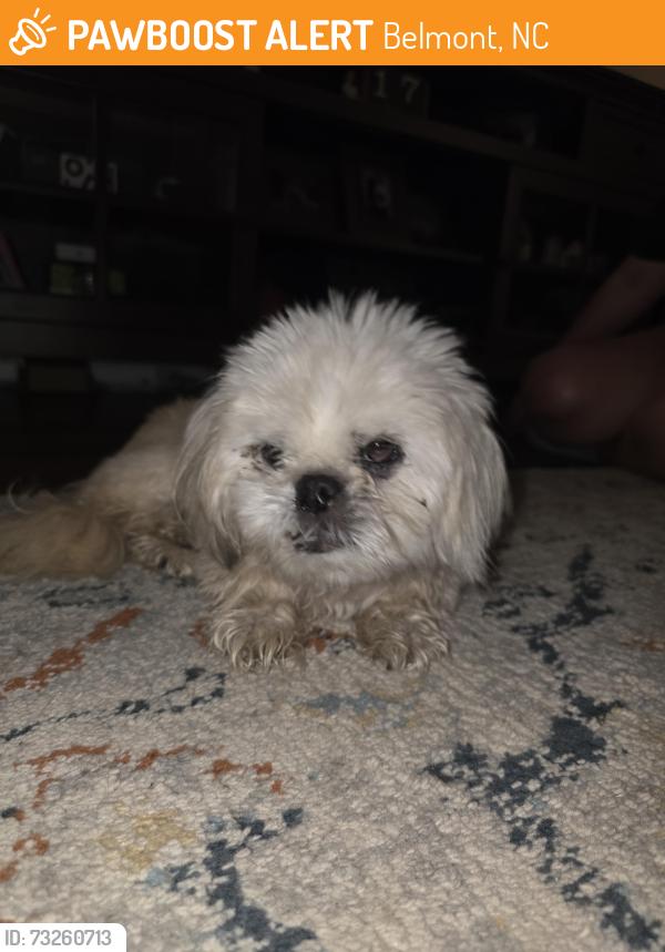 Found/Stray Female Dog last seen South point high achool, Belmont, NC 28012