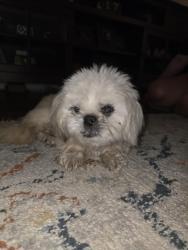 Found/Stray Female Dog last seen South point high achool, Belmont, NC 28012