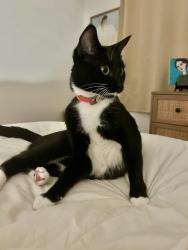 Reunited Female Cat last seen 3rd Ave and Maple st, Vancouver, BC V6J 1L1