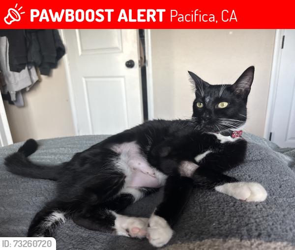 Lost Male Cat last seen Mori point, Pacifica, CA 94044