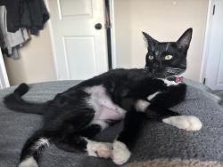 Lost Male Cat last seen Mori point, Pacifica, CA 94044