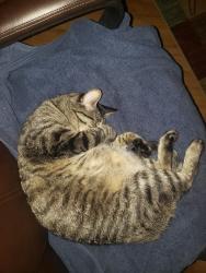 Lost Female Cat last seen NW 114th St/ NW 16th Ave, Vancouver, WA 98685