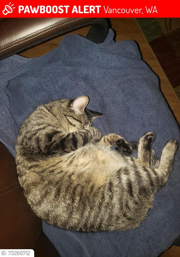 Lost Female Cat last seen NW 114th St/ NW 16th Ave, Vancouver, WA 98685