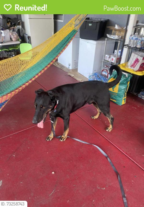 Reunited Male Dog last seen Tennyson, Hayward, CA 94541