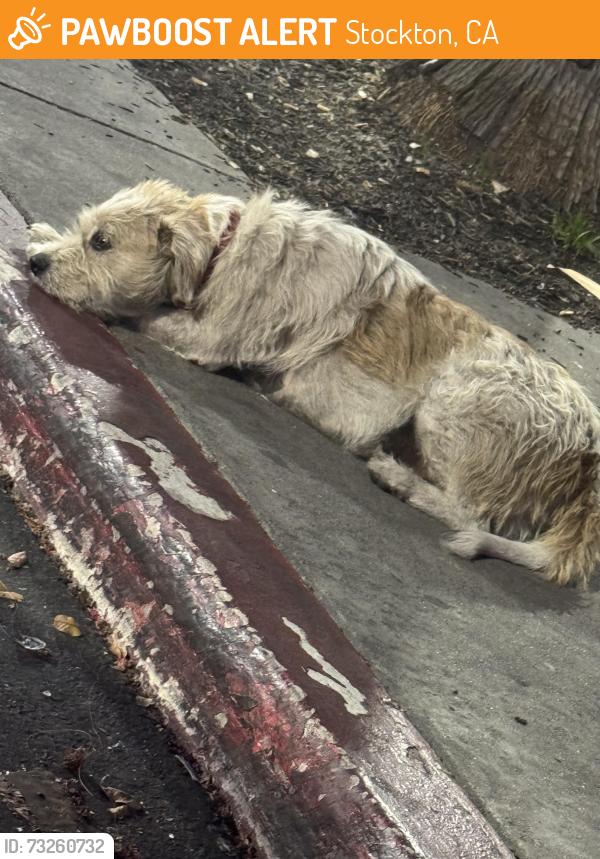 Found/Stray Unknown Dog last seen Rancho San Miguel, Stockton, CA 95202
