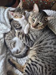 Lost Male Cat last seen Near Kaitlyn Drive Houston, TX 77049, Houston, TX 77049