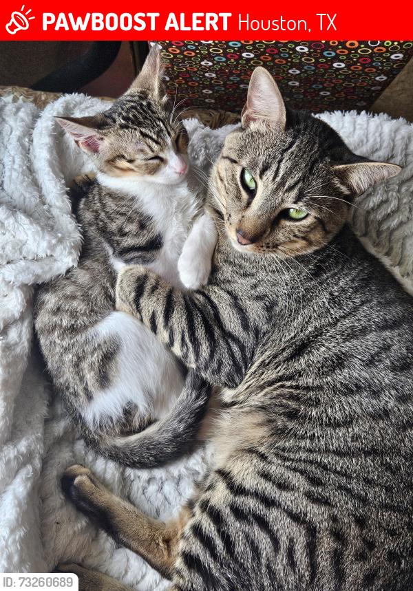 Lost Male Cat last seen Near Kaitlyn Drive Houston, TX 77049, Houston, TX 77049
