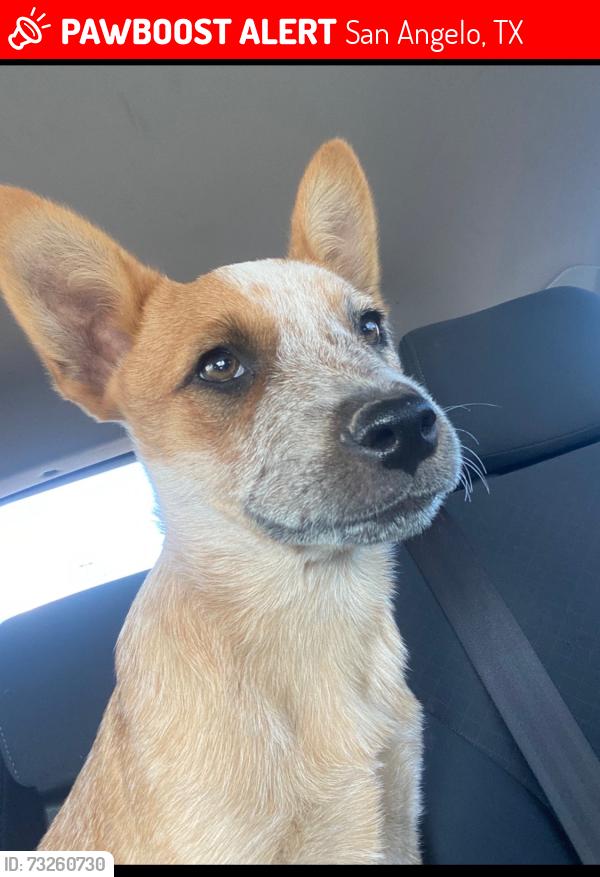 Lost Female Dog last seen Ave N and Douglas, San Angelo, TX 76901