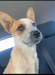 Lost Female Dog last seen Ave N and Douglas, San Angelo, TX 76901