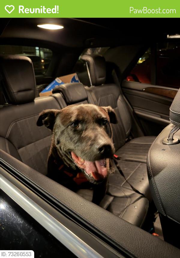 Reunited Male Dog last seen Near Annandale Rd, Falls Church, VA 22042, USA, Falls Church, VA 22042