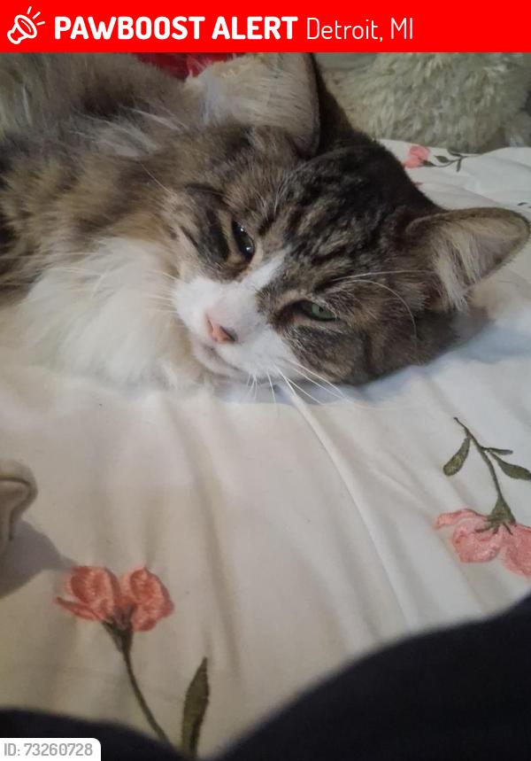 Lost Male Cat last seen Canyon street, Detroit, MI 48224