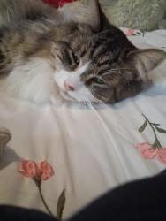 Lost Male Cat last seen Canyon street, Detroit, MI 48224