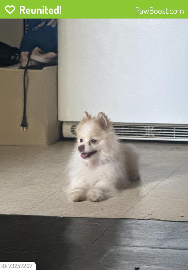 Reunited Male Dog last seen Found near Santa Rinta 3 convenience store, Reading, PA 19602