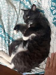 Reunited Male Cat last seen Paris near Lisbon, San Francisco, CA 94112