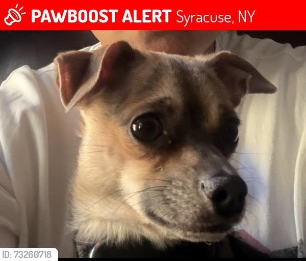 Lost Male Dog last seen Near days Corner Store, Syracuse, NY 13203