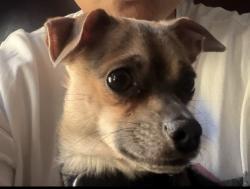 Lost Male Dog last seen Near days Corner Store, Syracuse, NY 13203
