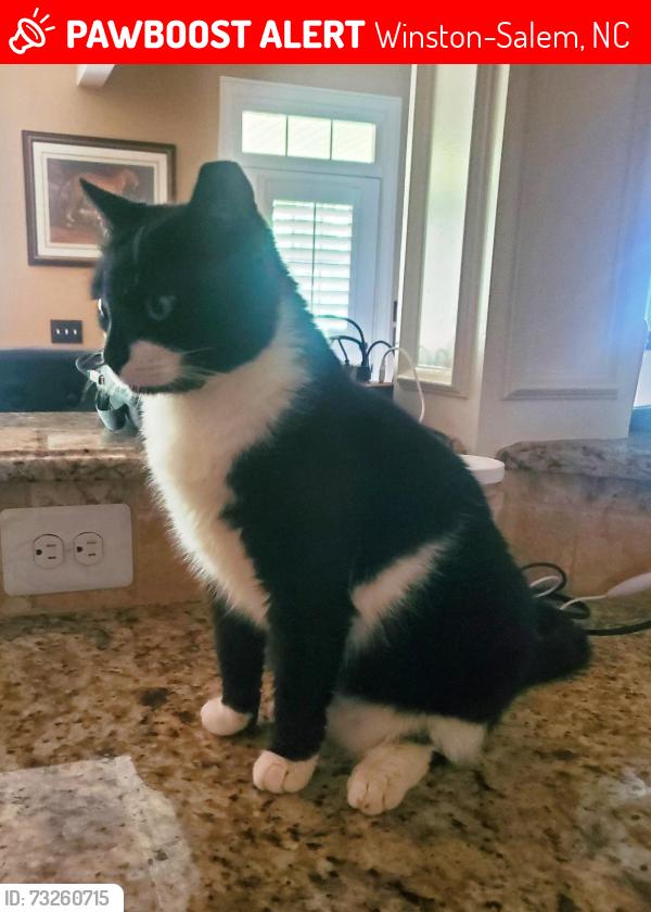 Lost Female Cat last seen Ran into the woods behind apmts (3975 Bethania Lot #202 - Winston-Salem), Winston-Salem, NC 27106