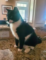 Lost Female Cat last seen Ran into the woods behind apmts (3975 Bethania Lot #202 - Winston-Salem), Winston-Salem, NC 27106