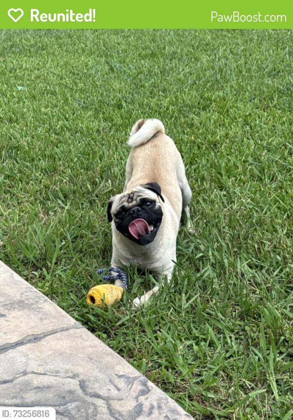 Reunited Male Dog last seen Blackhawk st, Houston, TX 77075