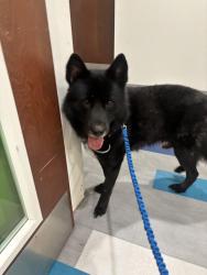 Found/Stray Male Dog last seen Near sw delridge way, Seattle, WA 98106
