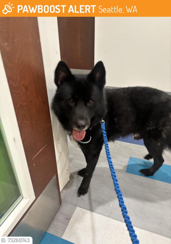 Found/Stray Male Dog last seen Near sw delridge way, Seattle, WA 98106