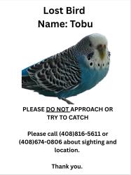 Lost Male Bird last seen Lundy, San Jose, CA 95132