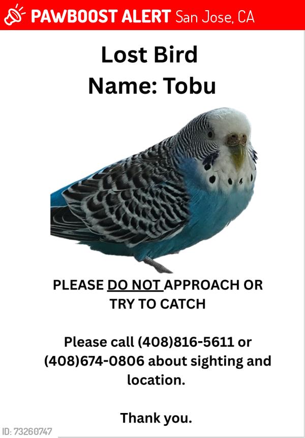 Lost Male Bird last seen Lundy, San Jose, CA 95132