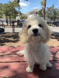 Shelter Stray Female Dog last seen MOWRY / BLACOW, 1950 Stevenson Blvd, Fremont, CA 94538, USA