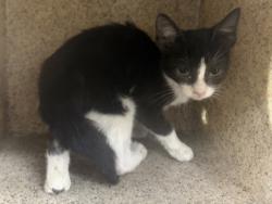 Shelter Stray Female Cat last seen , 3201 Lacy St, Los Angeles, CA 90031, USA