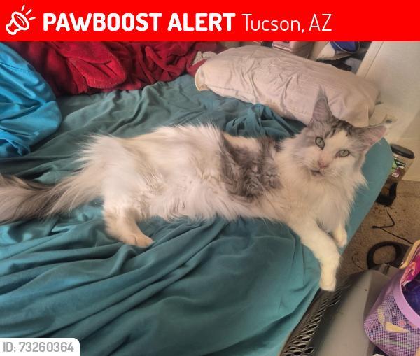Lost Male Cat last seen Crossroads sunrise and Sabino canyon, Tucson, AZ 85750